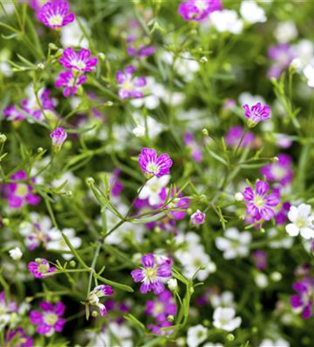 Gypsophila muralis