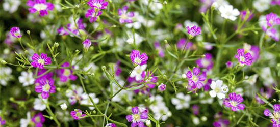 Gypsophila muralis