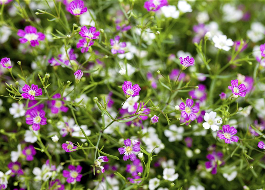 Gypsophila muralis