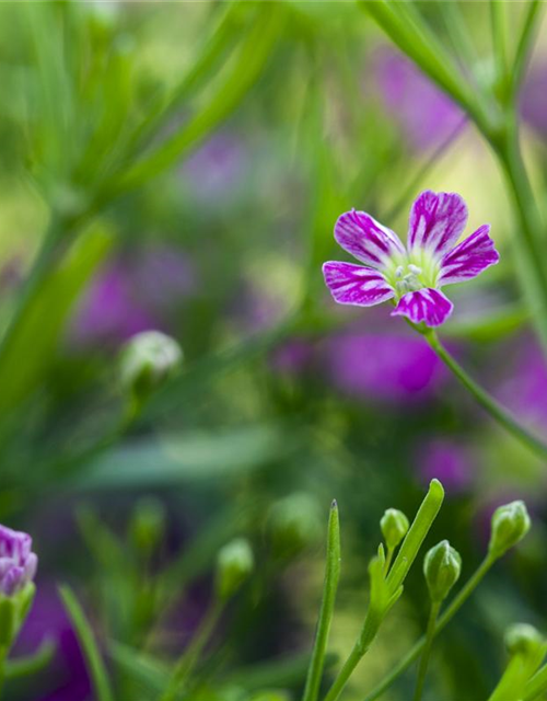 Gypsophila muralis