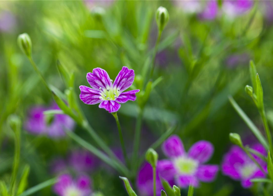 Gypsophila muralis