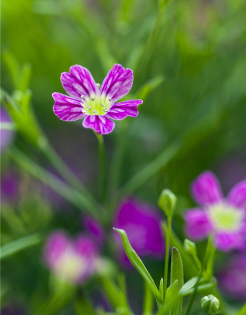 Gypsophila muralis