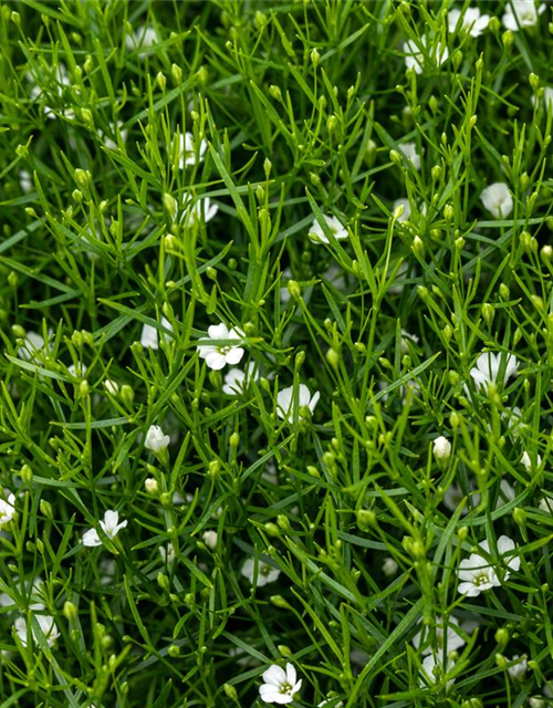 Gypsophila muralis