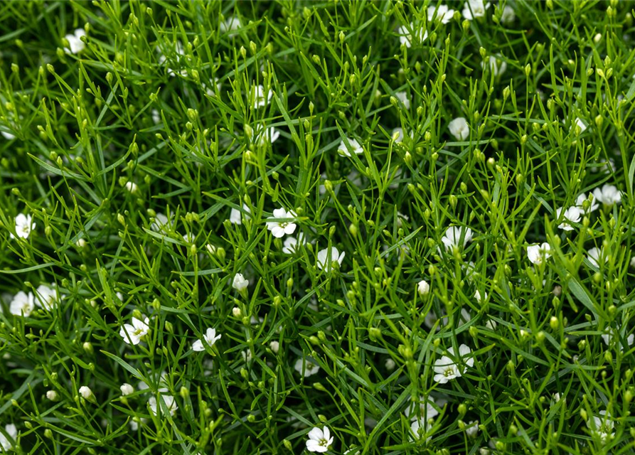 Gypsophila muralis