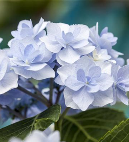 Hydrangea 'You & Me'®