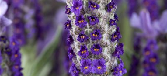 Lavandula stoechas