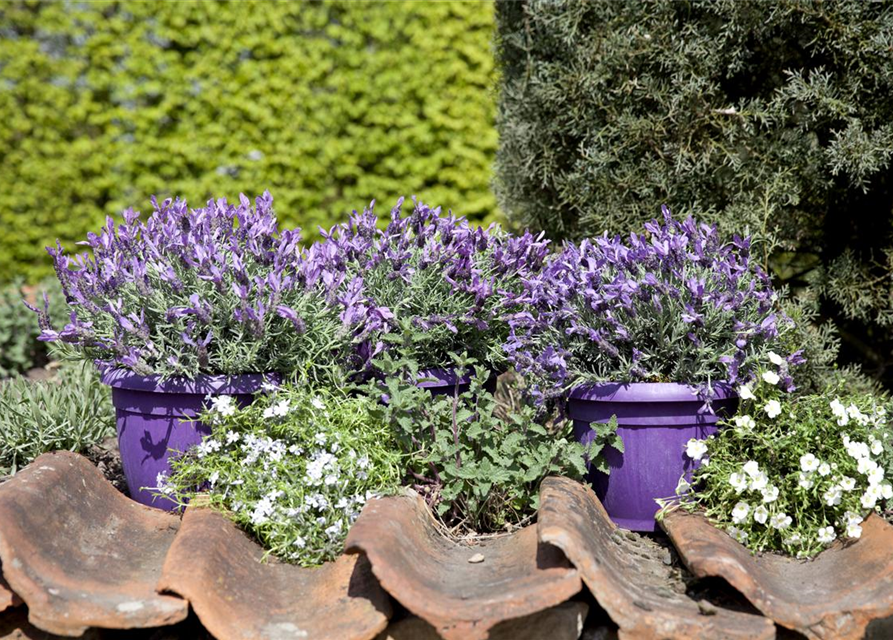 Lavandula stoechas