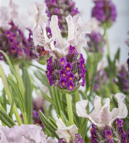 Lavandula stoechas 'Butterfly Garden'®