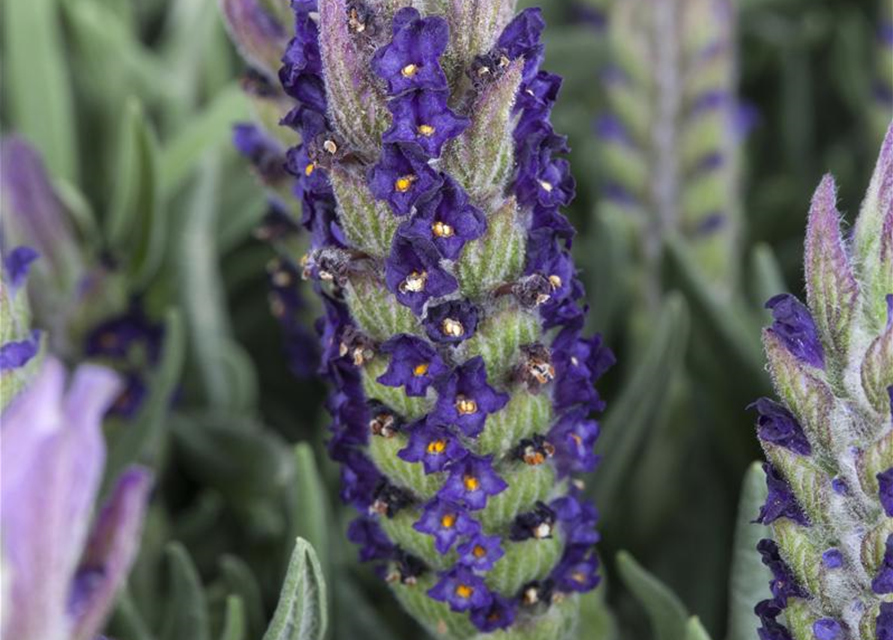 Lavandula stoechas