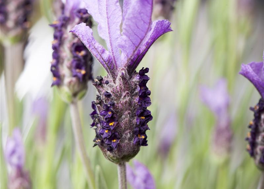 Lavandula stoechas