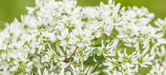 Euphorbia hypericifolia 'Diamond Frost'(s)