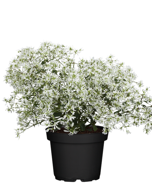 Euphorbia hypericifolia 'Diamond Frost'(s)