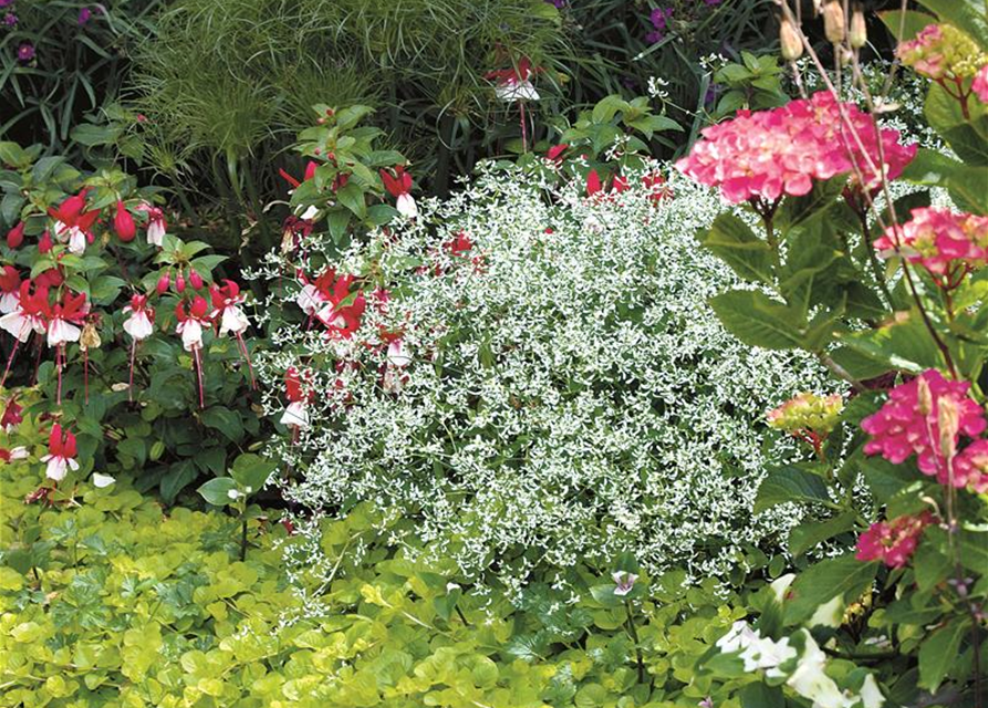 Euphorbia hypericifolia 'Diamond Frost'(s)