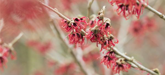 Hamamelis mollis