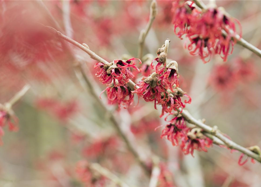 Hamamelis mollis