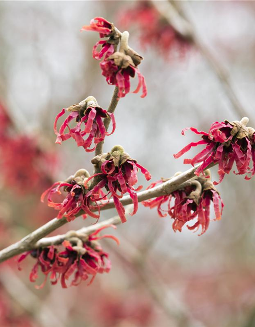 Hamamelis mollis