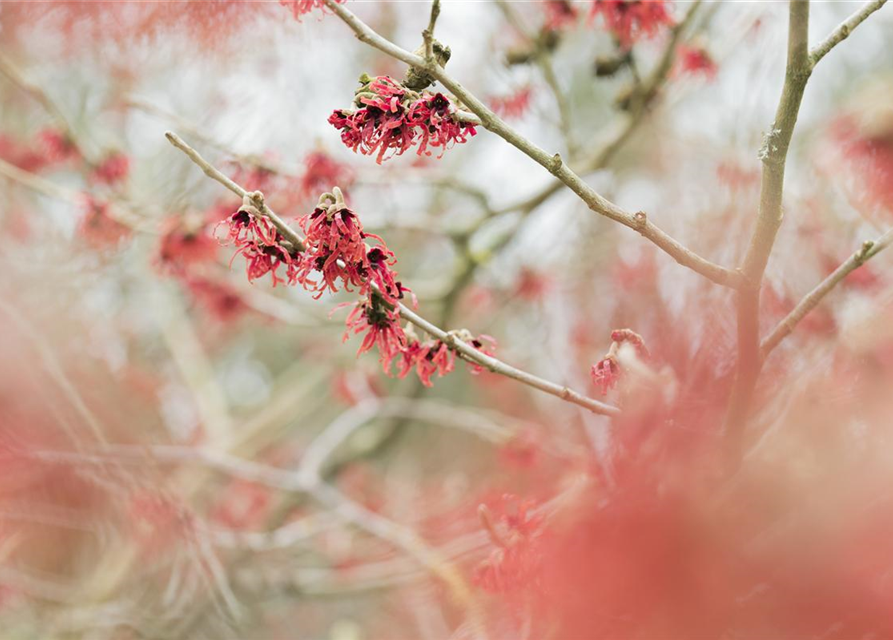 Hamamelis mollis