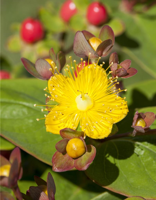 Hypericum inodorum