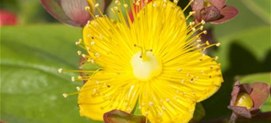 Hypericum inodorum