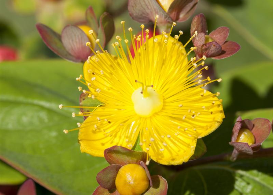 Hypericum inodorum