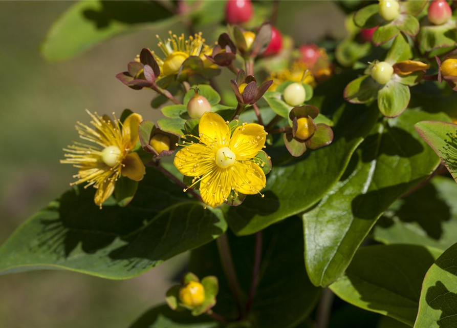 Hypericum inodorum