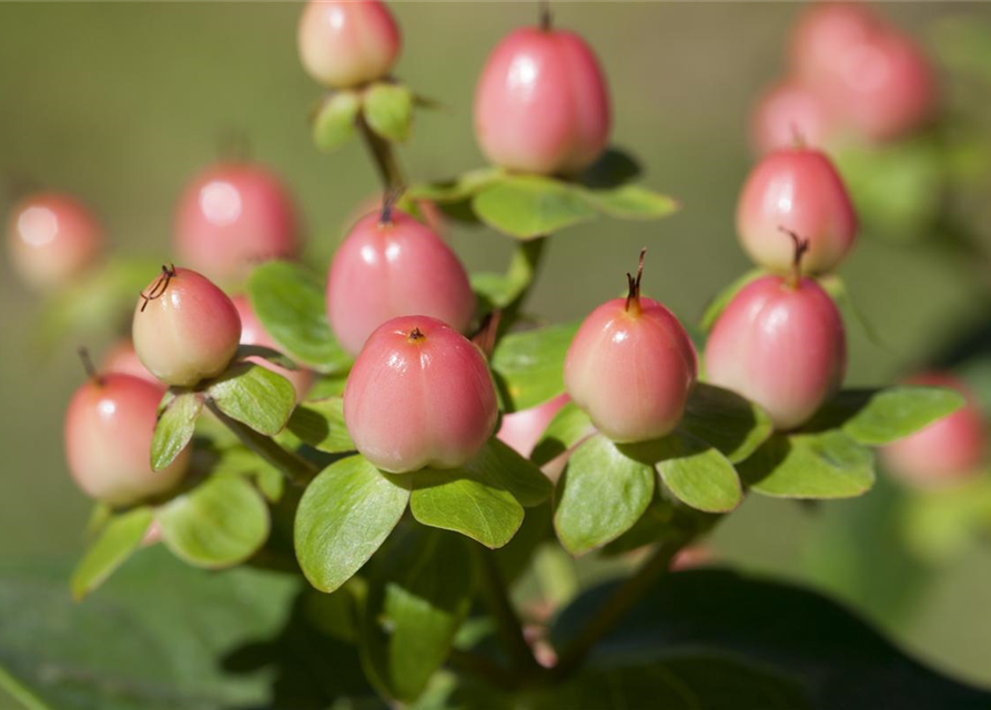 Hypericum inodorum