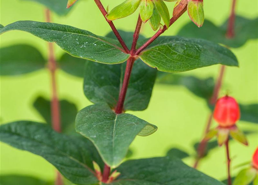 Hypericum inodorum