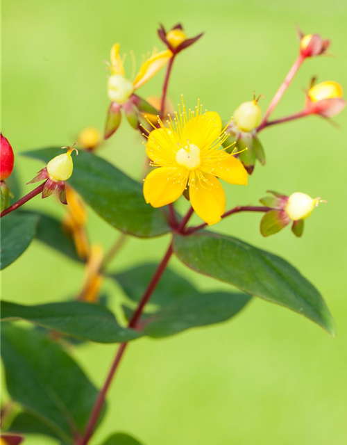 Hypericum inodorum