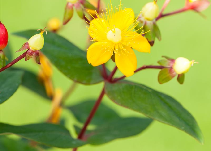 Hypericum inodorum