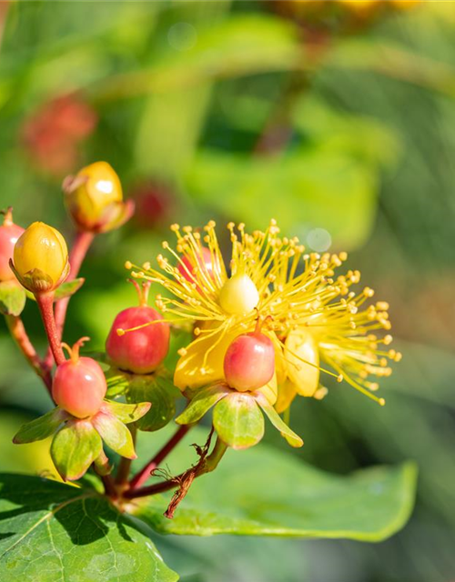 Hypericum inodorum