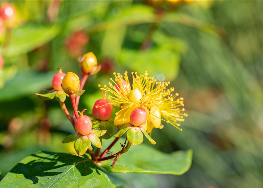 Hypericum inodorum