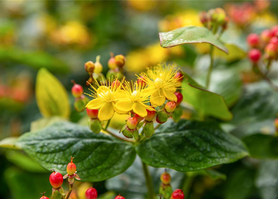 Hypericum inodorum