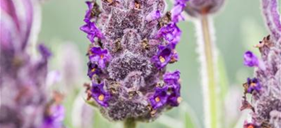 Lavandula stoechas 'Anouk'