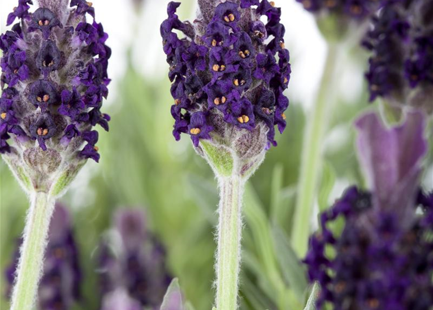 Lavandula stoechas 'Anouk'