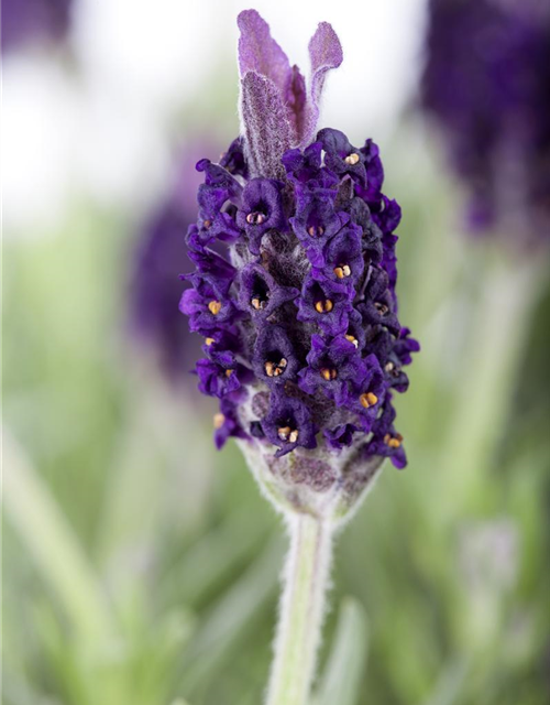 Lavandula stoechas 'Anouk'