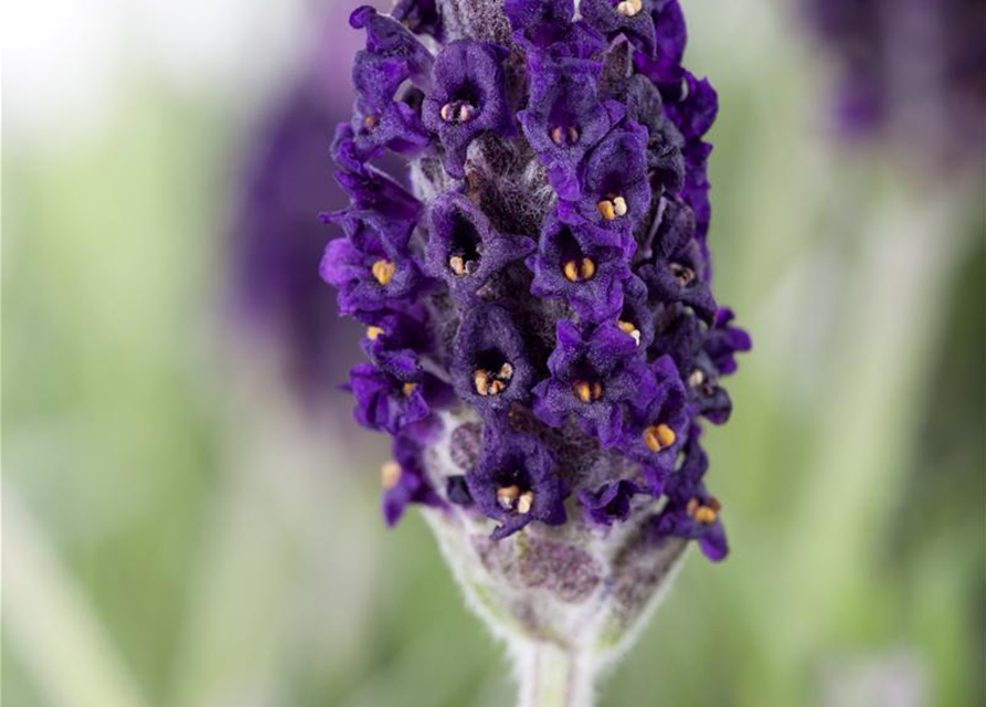 Lavandula stoechas 'Anouk'