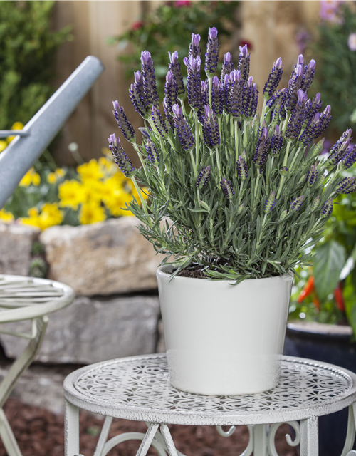 Lavandula stoechas 'Anouk'