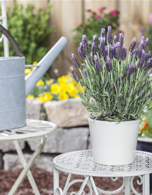 Lavandula stoechas 'Anouk'