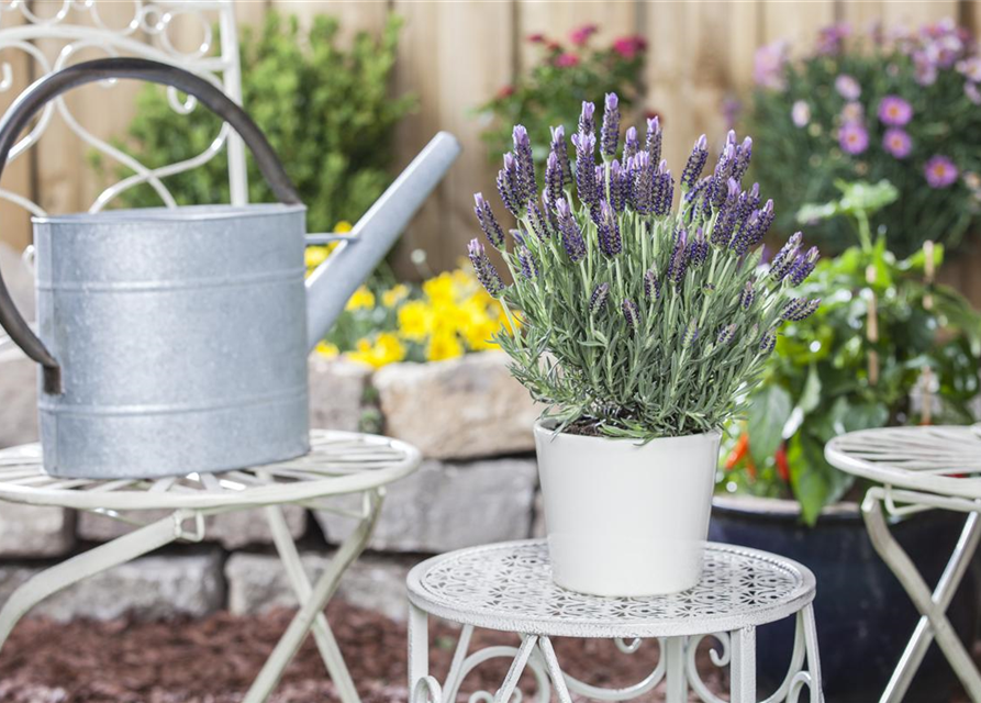 Lavandula stoechas 'Anouk'