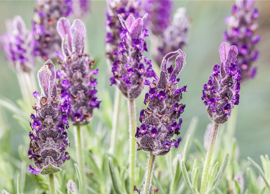 Lavandula stoechas 'Anouk'