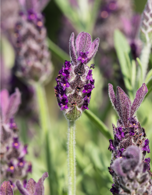 Lavandula stoechas 'Anouk'