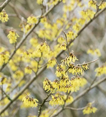 Hamamelis x intermedia 'Arnold Promise'