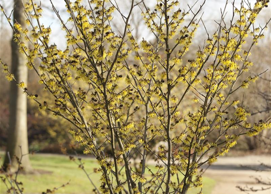 Hamamelis x intermedia 'Arnold Promise'