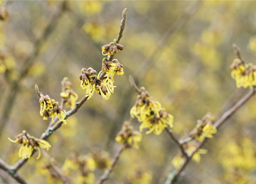 Hamamelis x intermedia 'Arnold Promise'