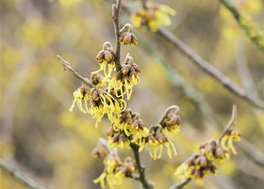 Hamamelis x intermedia 'Arnold Promise'