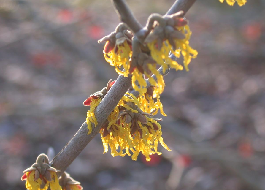 Hamamelis x intermedia 'Arnold Promise'