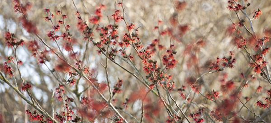 Hamamelis x intermedia 'Diane'