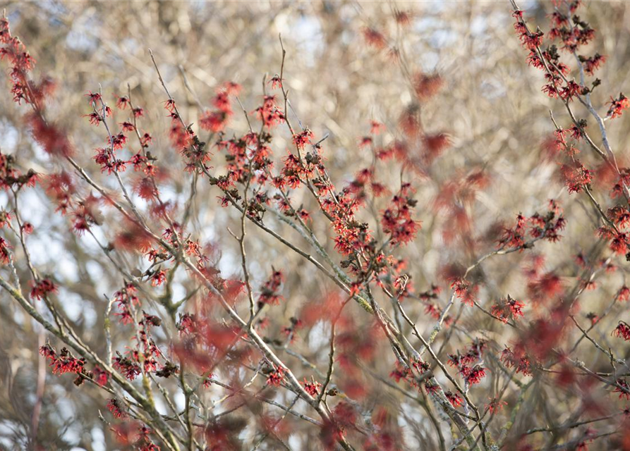 Hamamelis x intermedia 'Diane'