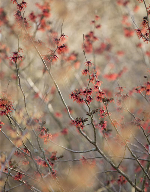 Hamamelis x intermedia 'Diane'