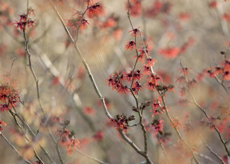 Hamamelis x intermedia 'Diane'